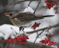 Turdus pilaris_4